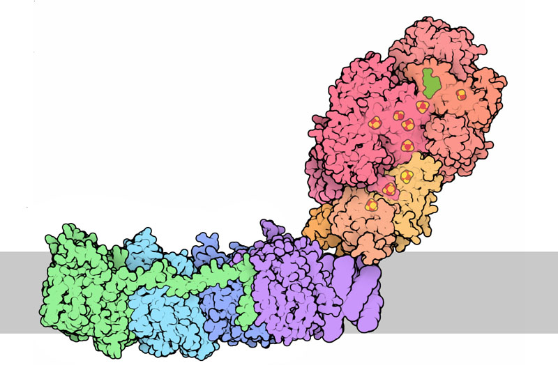 細菌由来の複合体I（PDBエントリー 3m9s、3rko）