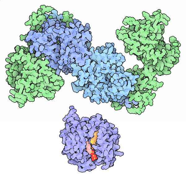 伝令RNAにキャップを付加する酵素群。上：リン酸を除去する酵素（青）とRNA鎖にヌクレオチドを転移する酵素（緑） PDB:3kyh、下：メチル化反応を行う酵素 PDB:1ri1
