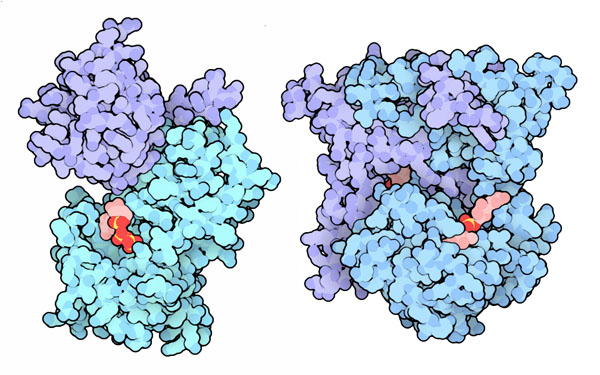 左：古い伝令RNAや使い古された伝令RNAを認識してキャップを取り除く酵素複合体「Dcp1/Dcp2」 （PDB:2qkm）、右：エキソソームによって細かく切り刻まれたRNAからキャップを取り除く酵素「ごみ清掃人」（PDB:1st0）