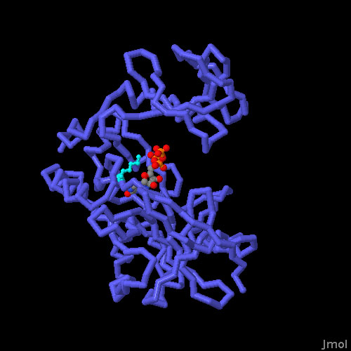クロレラウイルスのキャップ付加酵素（GTPを伴う開いた型、PDB:1ckm）