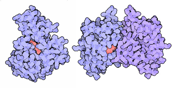 rRNAメチル化酵素（左：PDB:3frh 1405番塩基グアニン（guanine）をメチル化、右：PDB:3pb3 1408番塩基アデニン（adenine）をメチル化）