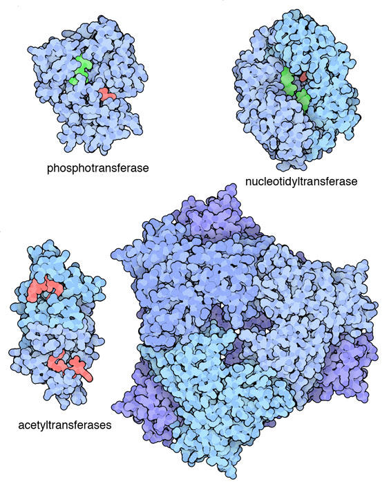 左上：リン酸転移酵素（phosphotransferase、PDB:1l8t）、右上：ヌクレオチド転移酵素（nucleotidyltransferase、PDB:1kny）、左下：アセチル基転移酵素（acetyltransferase、PDB:1bo4）、右下：4箇所で薬剤分子に修正を加えることができる珍しいアセチル基転移酵素（PDB:3r1k）
