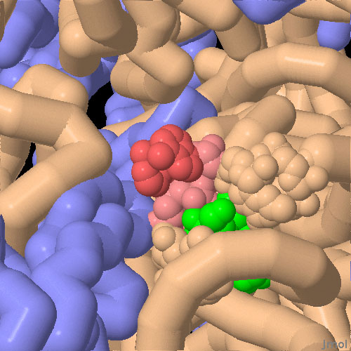 様々な状態のリボソームの構造、PDB:1j5e、PDB:1ibm、PDB:1ibk、PDB:1ibl からアミノグリコシドの働く仕組みが明らかになった。