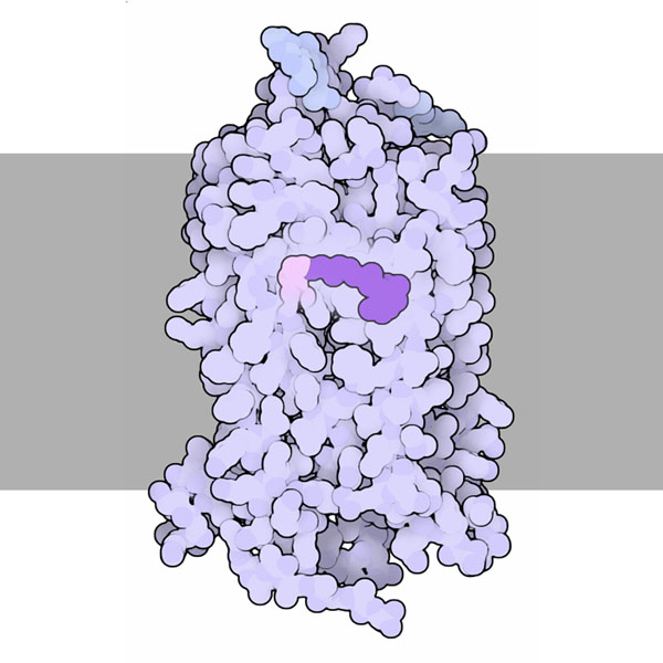 ロドプシン（PDB:1f88）