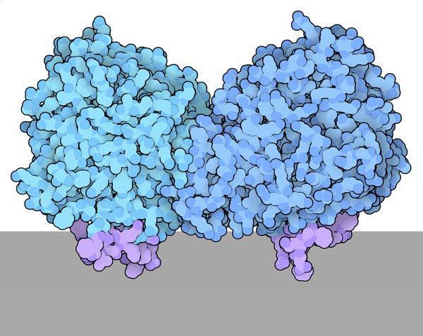 レチノイド異性化酵素（retinoid isomerase、PDB:3fsn）