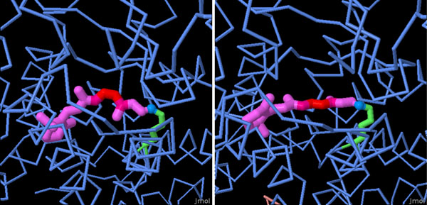 光を吸収する前のロドプシン（左、PDB:1u19）と後のロドプシン（右、PDB:3pqr）
