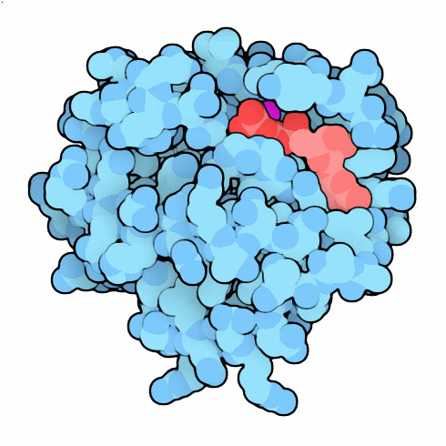 Rasタンパク質（PDB:5p21）