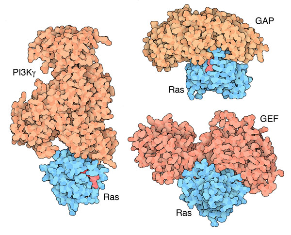 他のタンパク質と結合したRasタンパク質。左：PI3Kγ（PDB:1he8）、右上：p120GAP（PDB:1wq1）、右下：GEF（PDB:1bkd）