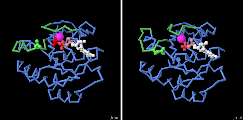 左：GTPと結合したON状態のRasタンパク質（PDB:5p21）、右：GDPと結合したOFF状態のRasタンパク質（PDB:4q21）