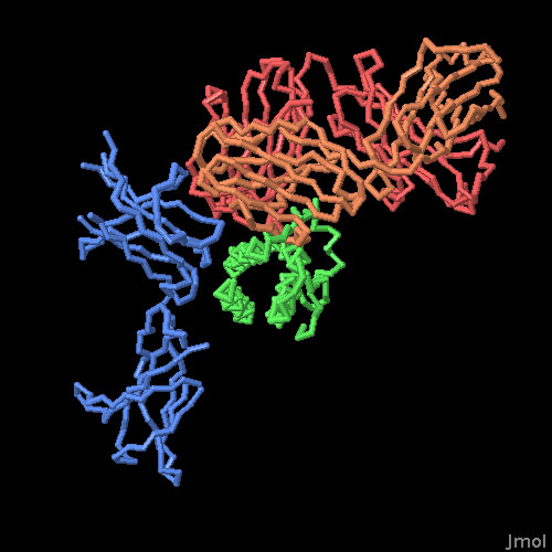 レプチン受容体のレプチン結合部位（青）、レプチンモデル（緑）、レプチンの結合を妨げる抗体（赤・橙）、PDB:3v6o