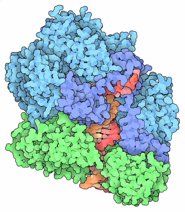 バクテリオファージ由来のクランプ（緑）、DNA（赤と橙）、クランプローダー（青） PDB:3u5z
