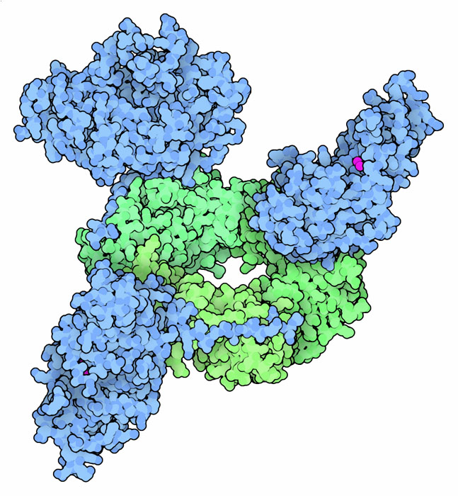 RNAプライマーを取り除くFEN1（青）とそれを固定するクランプ（緑） PDB:1ul1