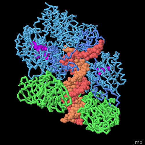 開いたクランプ（緑）・DNA（赤と橙）・クランプローダー（青）、ATP類似物質（赤紫）の複合体（PDB:3u5z）