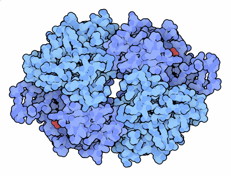 ヒト由来のヒポキサンチン-グアニン ホスホリボシル基転移酵素（PDB:1hmp）