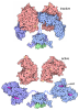 cAMP-dependent Protein Kinase