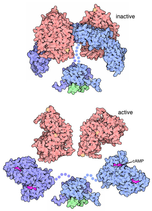 環状AMP依存性タンパク質リン酸化酵素（cAMP-dependent protein kinase、PDB:3tnp、1j3h、2h9r）、上：不活性型、下：活性型