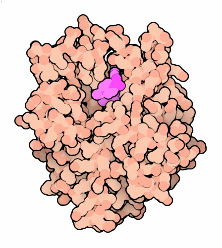 レビトラが結合した環状AMP依存性タンパク質リン酸化酵素（PDB:1xp0）