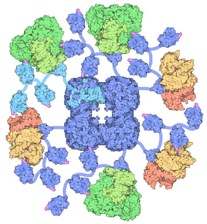 ピルビン酸脱水素酵素複合体（中核部分 PDB:1eaa、輸送ドメイン PDB:1lac、結合ドメインへ付加された2つの酵素 PDB:1w85、1ebd）