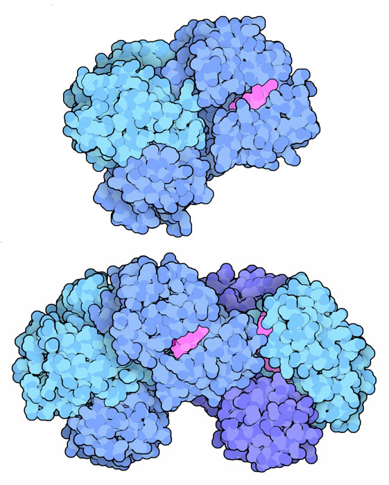 サクシニル補酵素A合成酵素（上：ミトコンドリアに存在しGTPを作る PDB:2fp4、下：細胞質に存在しATPを使ってサクシニルCoAを作る PDB:1cqi）
