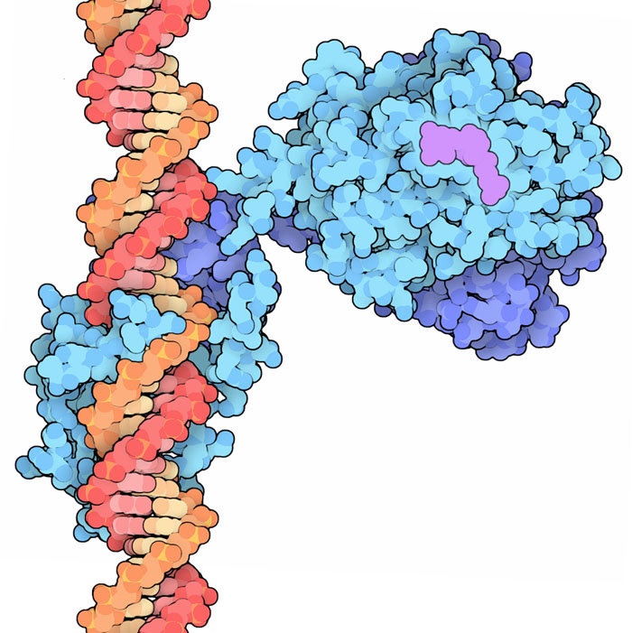 ビタミンD受容体と9-シス レチノイン酸受容体（RXR）、リガンド結合ドメインはPDB:1dkf、1db1より、DNA結合ドメインはPDB:1ynw、2nllより