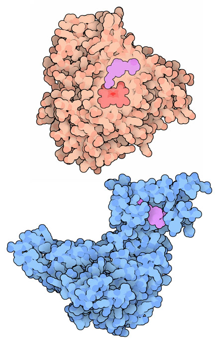 上：ビタミンDにヒドロキシル基を付加する酵素（PDB:3c6g）、下：ビタミンDからできたホルモンの運搬を助けるビタミンD結合タンパク質（PDB:1j78）