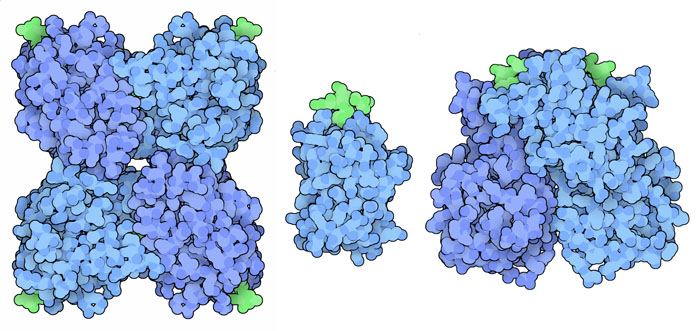 左：植物のレクチン（PDB:1lu1）、中央：肺炎レンサ球菌のフコース結合タンパク質（PDB:2j1u）、右：ノロウイルスのカプシドタンパク質（PDB:2obs）