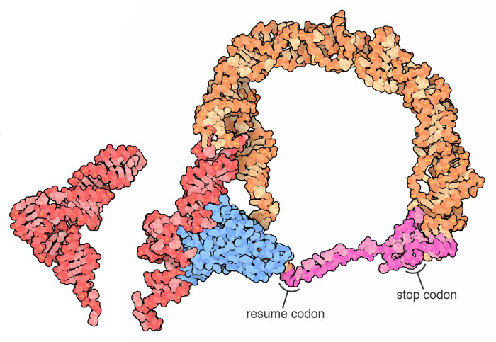左：転移RNA（PDB:4tna）、右：転移伝令RNAとSmpB（PDB:3iyr、青がSmpB、赤が転移RNA様部分、赤紫が伝令RNA様部分）