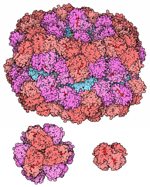 上：みみずのエリスロクルオリン（）、左下：チューブワームのヘモグロビン（PDB:1yhu）、右下：ヒトのヘモグロビン（PDB:2hhb）