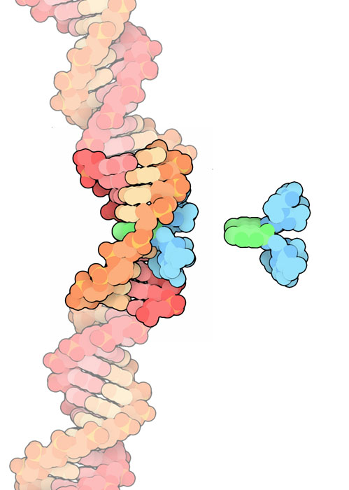 アクチノマイシンとDNAの複合体（PDB:173d）