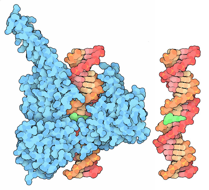 一方の鎖が切れたDNAにトポテカン（緑）とトポイソメラーゼが結合した構造（PDB:1k4t）