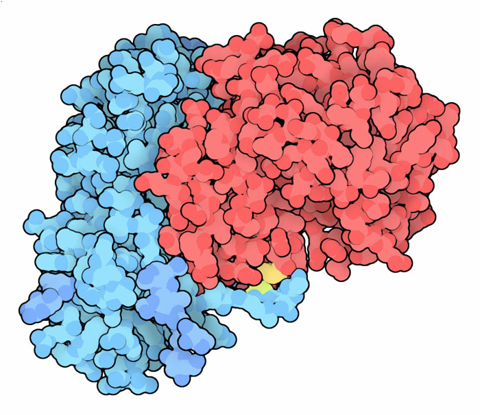 リシン（PDB:2aai、青は対象となる構造を探知するB鎖、赤は毒性をもたらすA鎖、黄色は両鎖をつなぐジスルフィド結合）