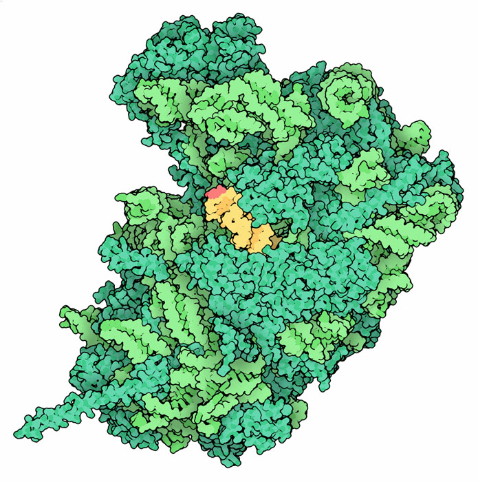 酵母のリボソーム大サブユニット（PDB:3u5d、3u5e、黄はサルシン/リシン ループ、赤はリシンが切り出す対象とするアデニン）