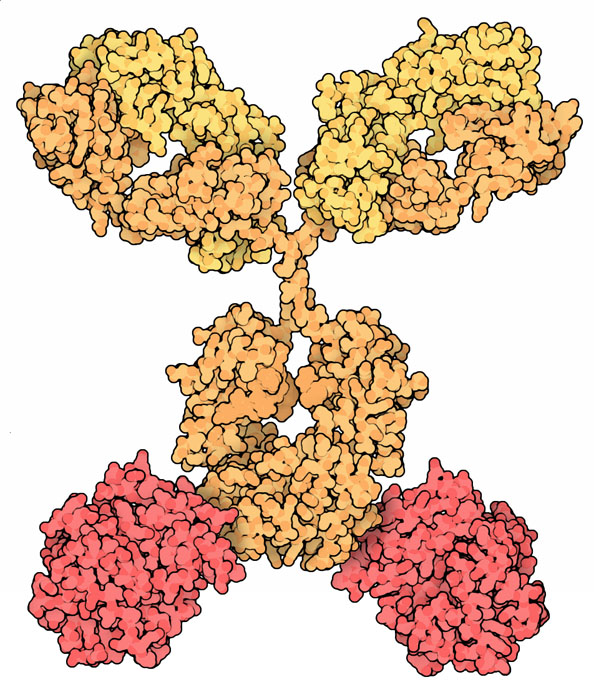 抗体（黄色）とリシンのA鎖（赤色）を組み合わせた免疫毒素（PDB:1igtを修正したもの）