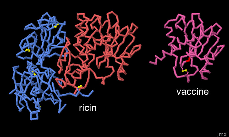 左：リシン（PDB:2aai）、右：リシンの一つRiVax（PDB:3srp）