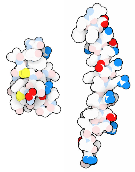左：ディフェンシン（PDB:1dfn） 右：LL-37（PDB:2k6o）