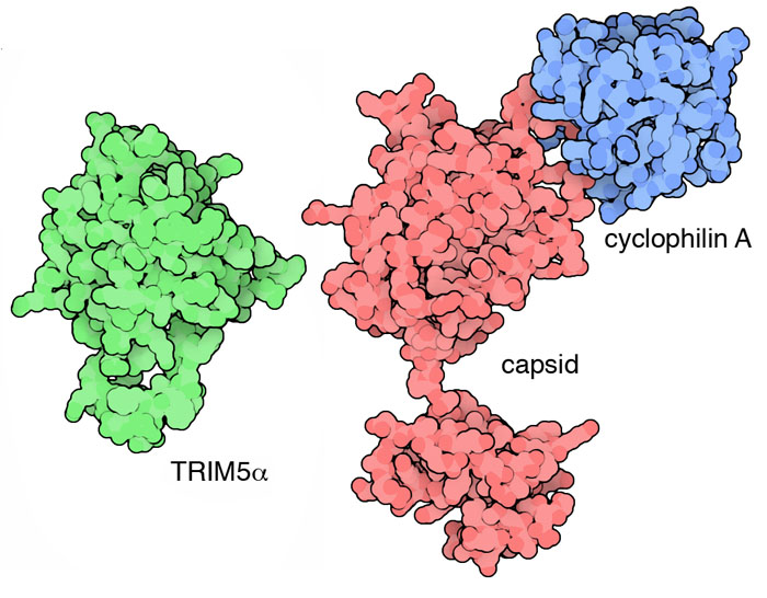 左：TRIM5α（PDB:2lm3） 右：シクロフィリンA（青）とHIV-1カプシド（赤）（PDB:1ak4]）