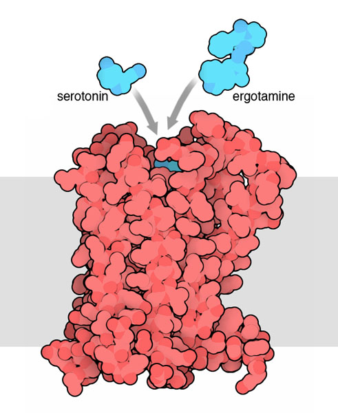 Gタンパク質共役受容体（GPCR、PDB:4iar）