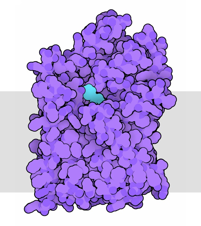 セロトニン輸送体類似タンパク質（PDB:3gwv）