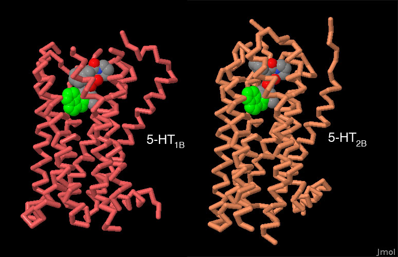 2種類のセロトニン受容体 左：5-HT1B（PDB:4iar） 右：5-HT2B（PDB:4ib4）