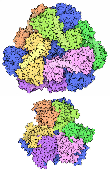 四面体型をしたタンパク質製の籠（上：PDB:3vdx、下：PDB:4egg）