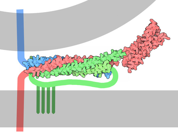 神経シナプス小胞から得られたSNAREタンパク質複合体（PDB:1sfc、1br0） 青は小胞側に結合したSNAREの一種シナプトブレビン（synaptobrevin）、赤のシンタキシン（syntaxin）と緑のSNAP-25は融合先側に結合したSNARE
