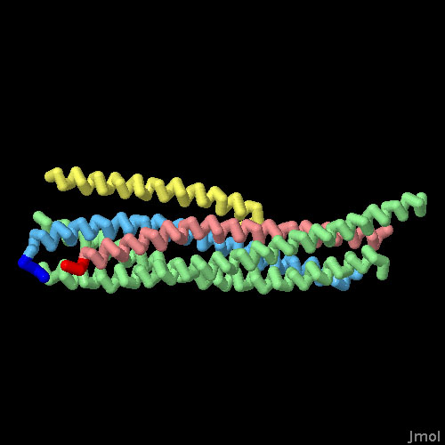 SNARE複合体（青：シナプトブレビン、赤：シンタキシン、緑：SNAP-25）とコンプレキシン（黄）（PDB:1kil）