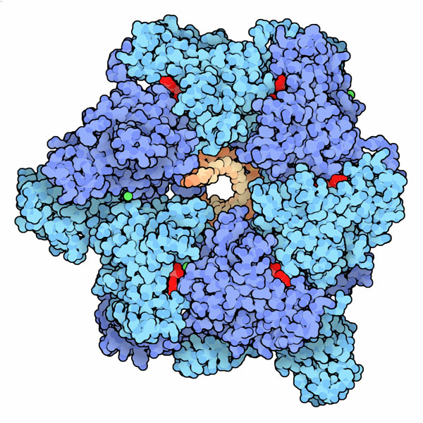 DNAヘリカーゼ（PDB:4esv）