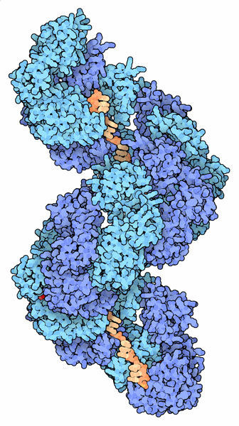 開始因子タンパク質の一つDnaA（PDB:3r8f）