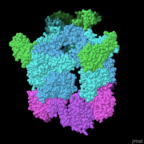 DNAヘリカーゼ（青）、ヘリカーゼローダー（赤紫）、プライマーゼ由来の小さなドメイン（緑）（PDB:4m4w）