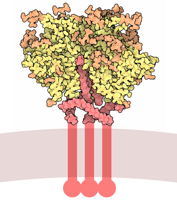 HIV外被糖タンパク質（橙：糖鎖、黄：gp120、赤：gp41、PDB:4nco）