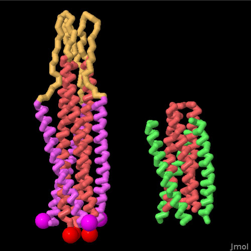 左：gp41のみ（PDB:2ezo）、右：融合阻害剤が結合したgp41（PDB:3vie）