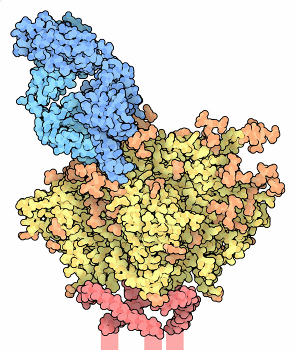 広域中和抗体のFab領域（青）とHIV外被糖タンパク質の外側部分（タンパク質は黄と赤、糖は橙）（PDB:4nco）