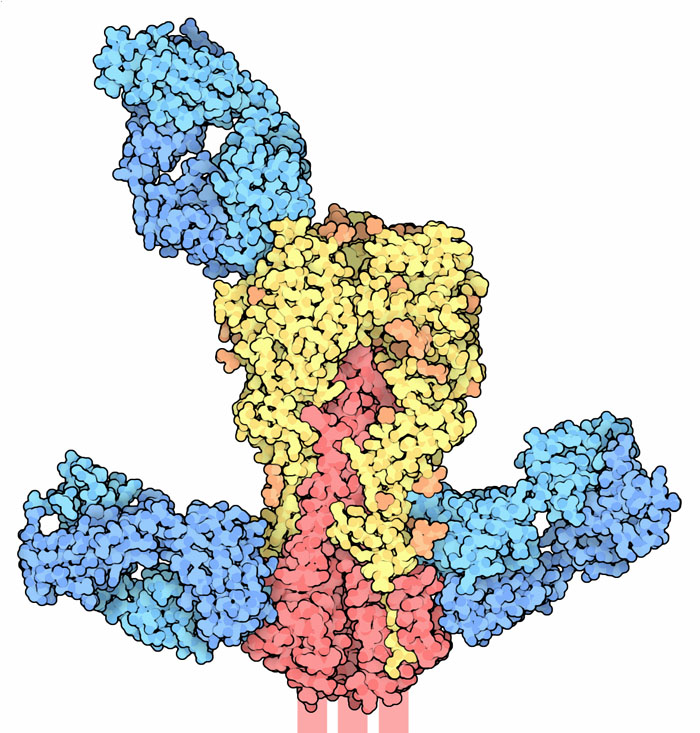インフルエンザウイルスの赤血球凝集素に3つの広域中和抗体が結合したもの（PDB:3sm5、4fqi、3sdy）