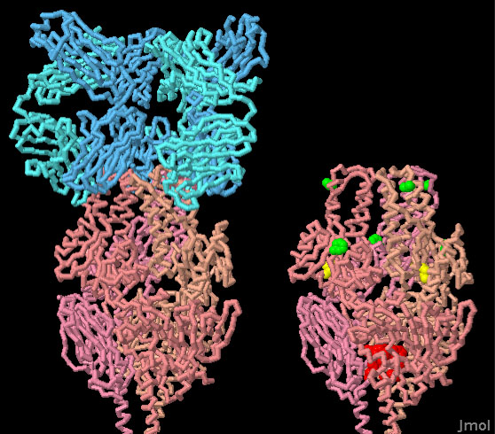 左：RSウイルスの融合糖タンパク質と抗体（PDB:4jhw）、右：広域中和抗体結合型の糖タンパク質（PDB:4mmv）